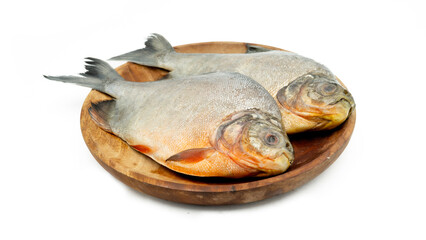 Roopchand fish or Red pomfret Fish isolated on white background.