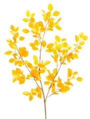 Yellow leaves branch foliage isolated on white background.