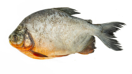 Roopchand fish or Red pomfret Fish isolated on white background.