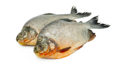 Roopchand fish or Red pomfret Fish isolated on white background.