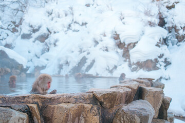 【長野県】地獄谷野猿公苑のスノーモンキパークで温泉に入る猿 © takahiro