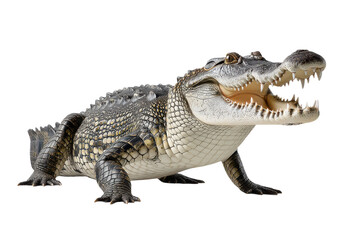 Obraz premium Aggressive crocodile with open mouth showing teeth, isolated on transparent background