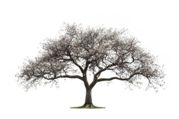 Tree with white blossoms for nature serenity and spring blossom theme