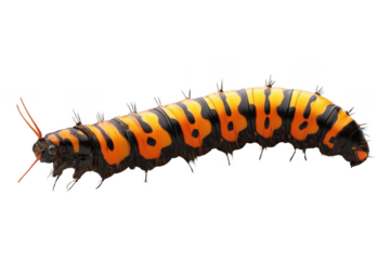 Watch this Caterpillar Crawl, the Beginning of Life, Butterfly Larva