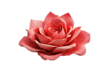 Close-up of Rose Blossom with Petals in Detail and Romantic Theme