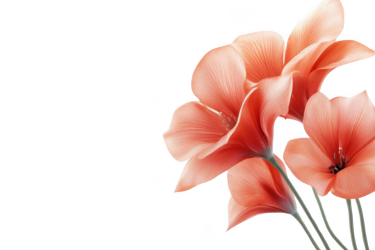 Capture delicate petals, coral blooms Against Dark Backdrop, Floral Majesty