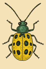 Drawing of a Spotted Cucumber Beetle with Green Head on Beige Background