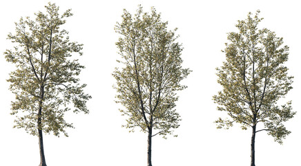 Fototapeta premium Set of autumn Populus × canadensis (known as Canadian poplar or Carolina poplar) frontal set trees isolated png on a transparent background perfectly cutout