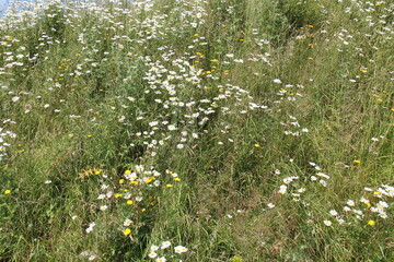 The Plants on a Hillside Wild Flower Meadow.