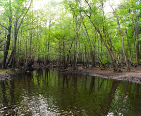 As water flows from below the dam at Lake Waccamaw it forms the beginning of the Waccamaw River.