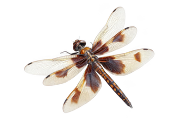 Dragonfly Wings Pattern Details and Texture Insect Macro Nature Close Up