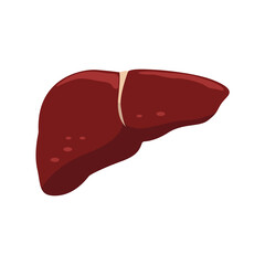 The icon of the human liver. Flat illustration of a human liver icon for web design