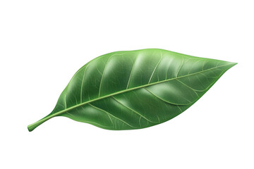 Fototapeta premium explore single leaf of fresh nature beauty With Green Concept