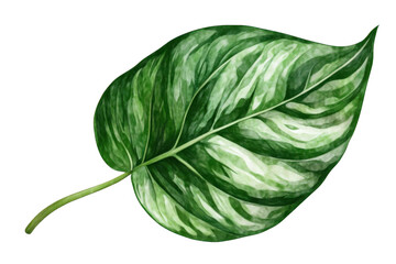 Obraz premium Admire green leaf with unique patterns for plant, nature and botanical beauty.