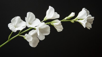 Elegant white flowers on a black backdrop