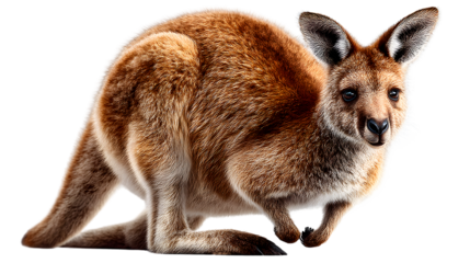Red Kangaroo CloseUp Wildlife Photography Australian Marsupial Animal Portrait