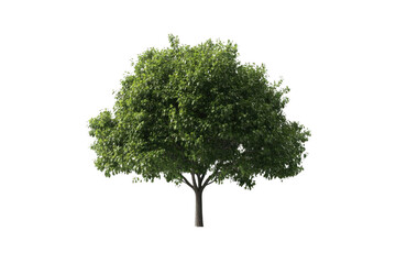 Obraz premium Green Tree isolated on black background, with Sunlight effect and Forest Theme