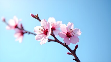 Delicate pink cherry blossoms bloom against a serene blue sky in springtime, showcasing their beauty and elegance.