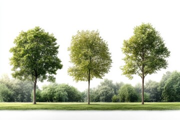 Fototapeta premium Tranquil landscape featuring three lush trees surrounded by greenery under a bright sky