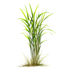 Fototapeta premium Lemon Grass isolated on white background