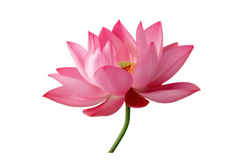 Pink lotus flower with green leaf and stem, isolated on transparent background

