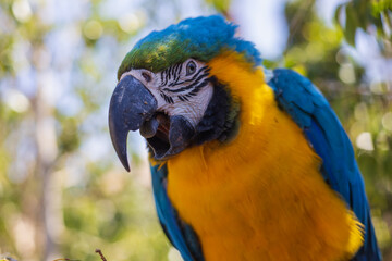 Beautiful large colorful macaw parrot in a large garden