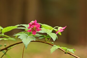 Blühende Pracht-Himbeere (Rubus spectabilis)