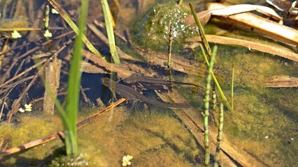 Balz des Fadenmolchs (Lissotriton helveticus) im Tümpel