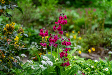 A spring garden in full bloom