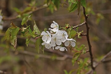 Blühende Vogelkirsche (Prunus avium)