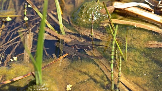 Balz des Fadenmolchs (Lissotriton helveticus) im T&uuml;mpel