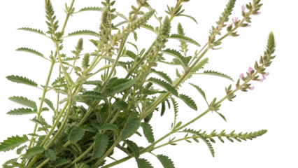Herbal plant Astragalus propinquus or Astragalus on white or transparent background