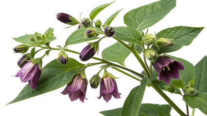 Herbal plant Atropa belladonna or Belladonna on white or transparent background