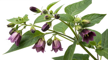 Herbal plant Atropa belladonna or Belladonna on white or transparent background
