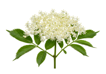 Elderflower Cluster with Green Leaves Isolated on Transparent Background
