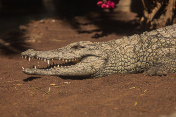 Crocodile in the zoo park on the island of Gran Canaria Spain