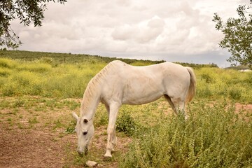 Single white horse eating grass in rural landscape. Tranquil nature and animal farming concept.