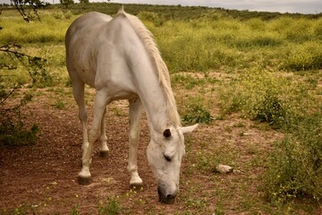 White horse grazing on a green field at a rural farm. Natural and peaceful countryside scene.