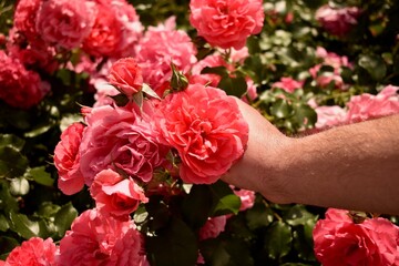 Hand of a man extended to lush roses in bloom. Beauty of nature and emotional human connection.

