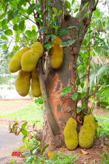 Green jackfruit or nangka growing on a tree, tropical fruit in India, food plantation and harvest