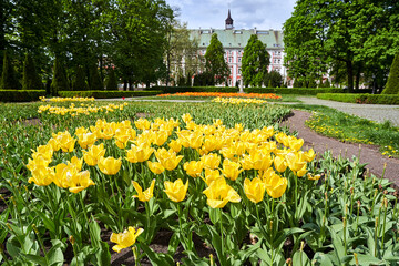 blooming yellow tulips and facade of a baroque, historic building in the city of Poznan