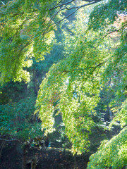 Green forest lake in Japan