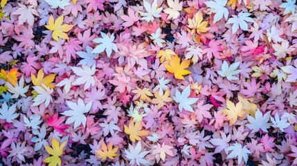 Fototapeta premium Pastel Autumn Maple Leaves Ground Cover