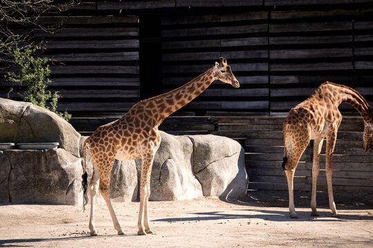 Girafe du parc zoologique de Paris