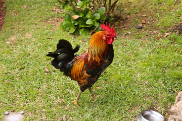 chicken, hen, rooster, poultry, cock, chick, comb, cockerel, bird, farm, feather, agriculture, fowl, beak, domestic, portrait, farming, livestock, rural, red, feathers, head, meat, bantam, colorful, 