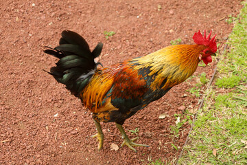 chicken, hen, rooster, poultry, cock, chick, comb, cockerel, bird, farm, feather, agriculture, fowl, beak, domestic, portrait, farming, livestock, rural, red, feathers, head, meat, bantam, colorful, 