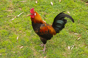 chicken, hen, rooster, poultry, cock, chick, comb, cockerel, bird, farm, feather, agriculture, fowl, beak, domestic, portrait, farming, livestock, rural, red, feathers, head, meat, bantam, colorful, 