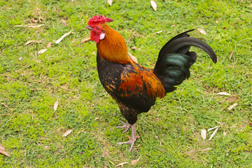 chicken, hen, rooster, poultry, cock, chick, comb, cockerel, bird, farm, feather, agriculture,...