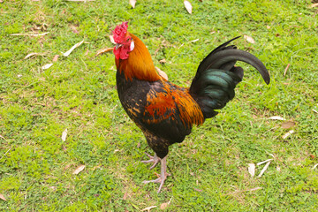 chicken, hen, rooster, poultry, cock, chick, comb, cockerel, bird, farm, feather, agriculture, fowl, beak, domestic, portrait, farming, livestock, rural, red, feathers, head, meat, bantam, colorful, 