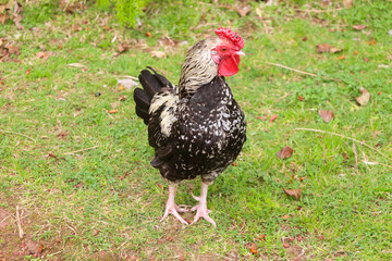 chicken, hen, rooster, poultry, cock, chick, comb, cockerel, bird, farm, feather, agriculture, fowl, beak, domestic, portrait, farming, livestock, rural, red, feathers, head, meat, bantam, colorful, 
